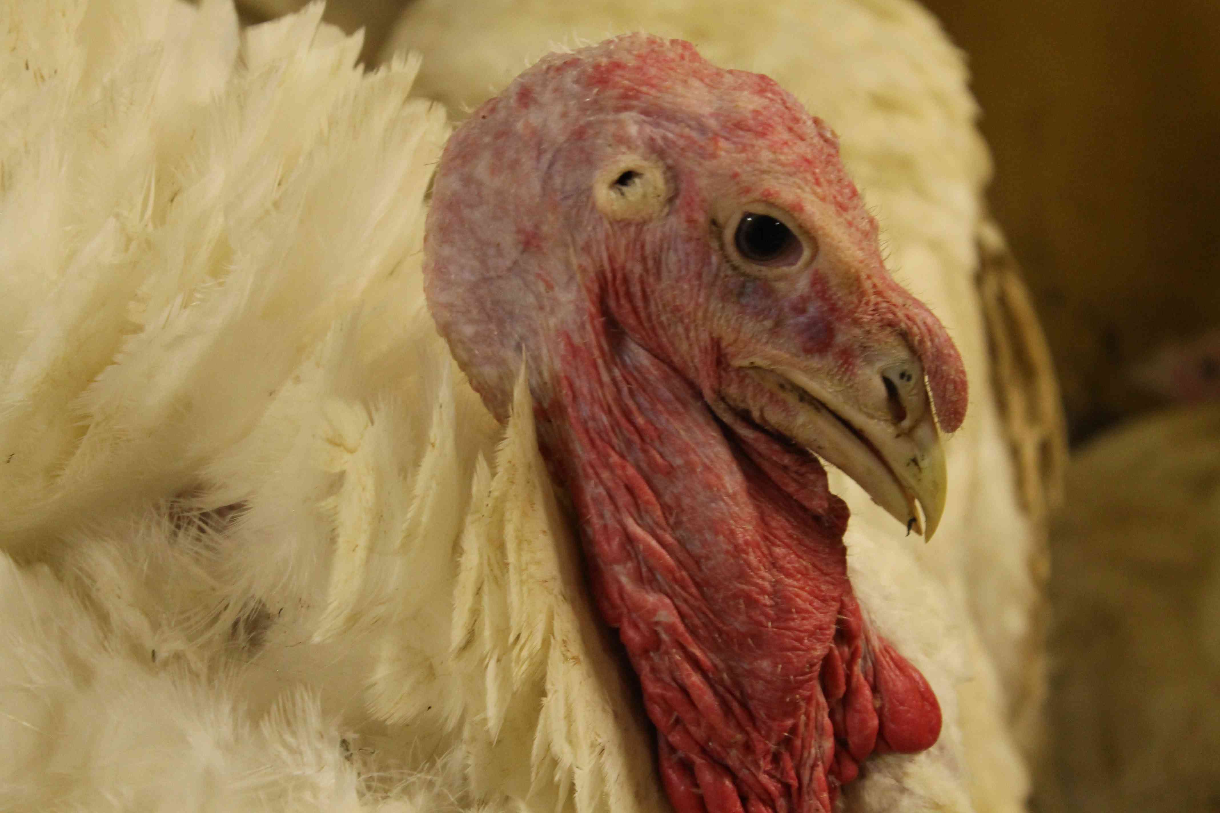 Kalkkuna on utelias el&auml;in.